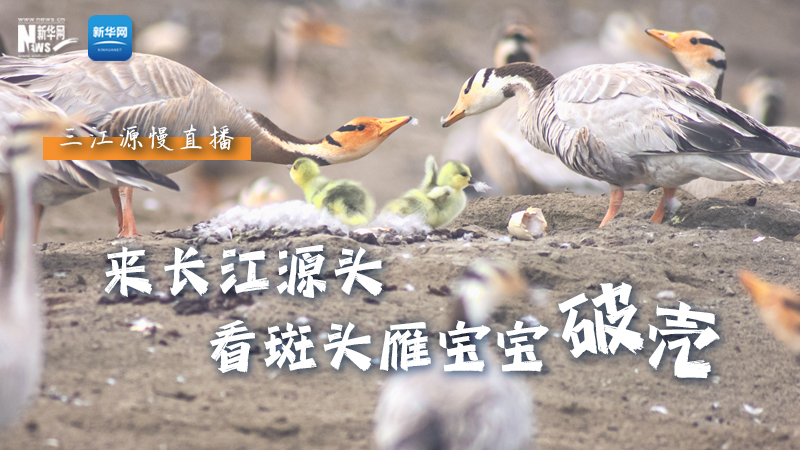 “萌主”當(dāng)家丨來(lái)長(zhǎng)江源頭，看斑頭雁寶寶破殼