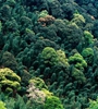 青海省持續(xù)開展大規(guī)模造林，國土綠化面積進(jìn)一步擴(kuò)大，省東部地區(qū)森林覆蓋率達(dá)32%高于全國平均水平