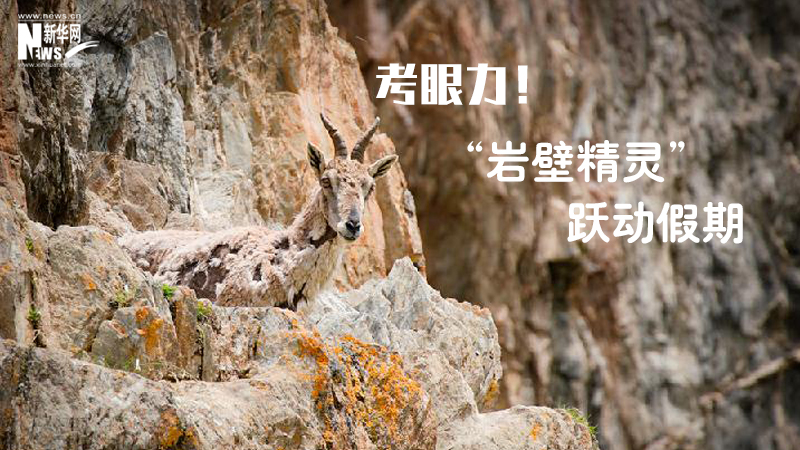 三江源慢直播丨考眼力！&ldquo;巖壁精靈&rdquo;躍動(dòng)假期