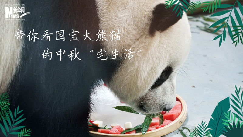 三江源慢直播丨帶你看國(guó)寶大熊貓的中秋&ldquo;宅生活&rdquo;