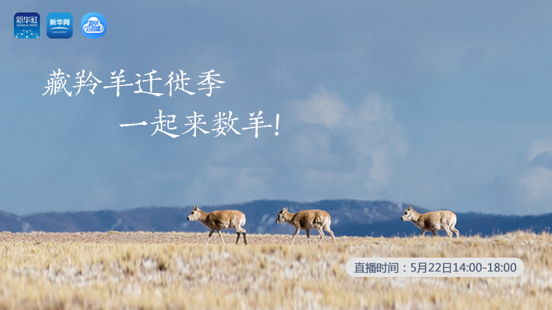三江源慢直播丨藏羚羊遷徙季 一起來(lái)數(shù)羊！