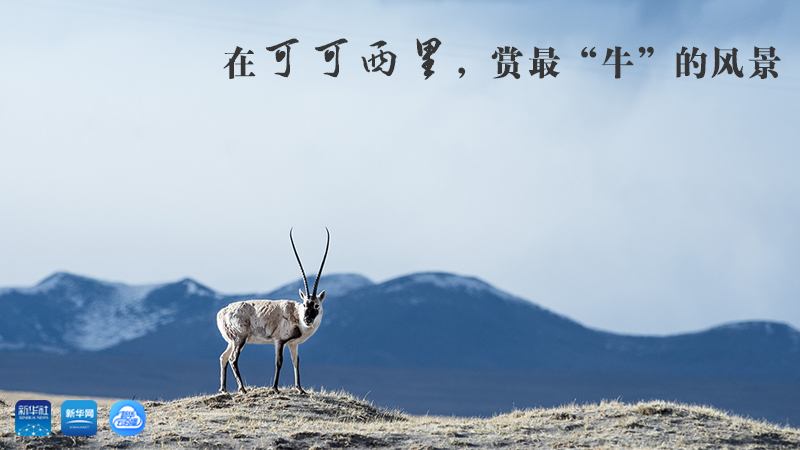 三江源慢直播丨在可可西里，賞最&ldquo;牛&rdquo;的美景