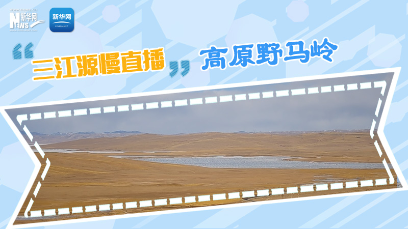 大美中國丨三江源慢直播&mdash;&mdash;高原野馬嶺