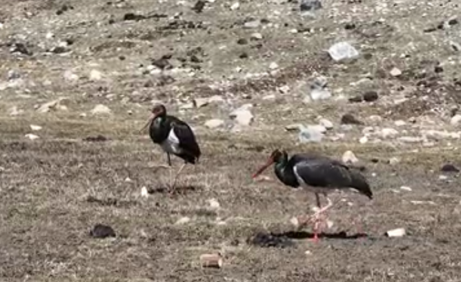 &ldquo;鳥中大熊貓&rdquo;黑鸛再次&ldquo;打卡&rdquo;青海祁連